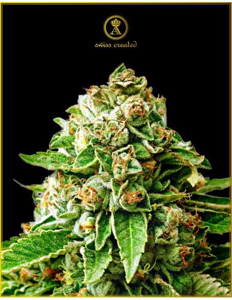 Anaconda Seeds - OG Kush - 1