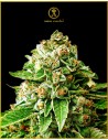 Anaconda Seeds - OG Kush - 1