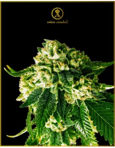 Anaconda Seeds - Russian Gold - 1