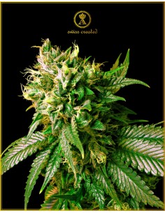 Anaconda Seeds - Strong Skunk - 1