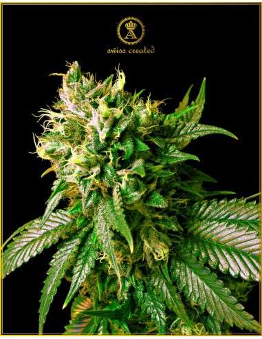 Anaconda Seeds - Strong Skunk - 1