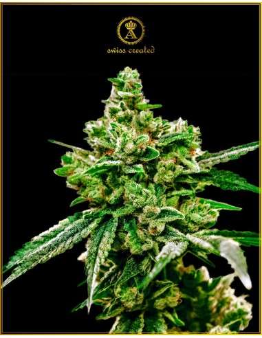 Anaconda Seeds - White Widow - 1