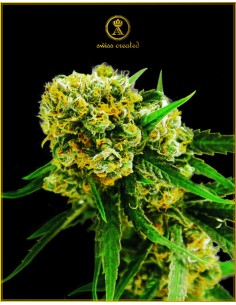 Anaconda Seeds - Auto Amnesia Haze - 1