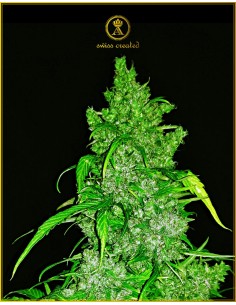Anaconda Seeds - Auto Anaconda - 1
