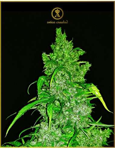 Anaconda Seeds - Auto Anaconda - 1