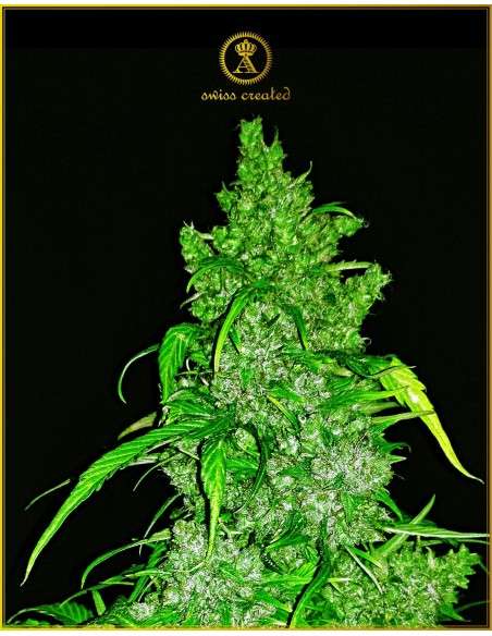Anaconda Seeds - Auto Anaconda - 1