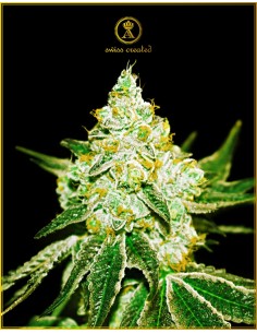 Anaconda Seeds - Auto Northern Sky - 1