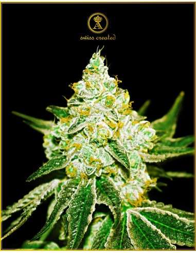Anaconda Seeds - Auto Northern Sky - 1