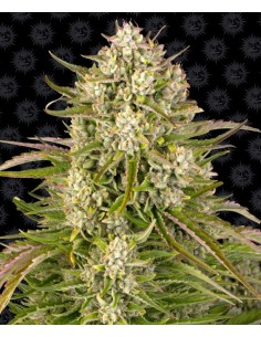 Barney's Farm - Wedding Cake Auto - 1