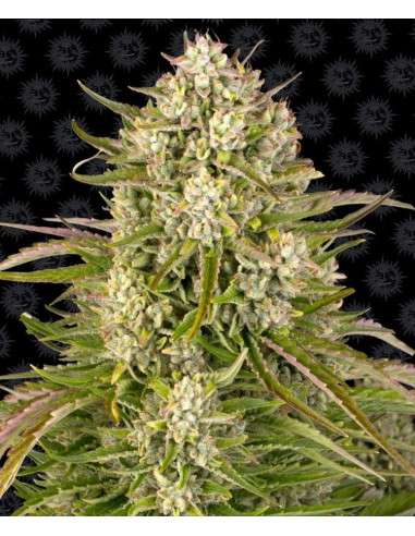 Barney's Farm - Wedding Cake Auto - 1