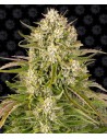 Barney's Farm - Wedding Cake Auto - 1