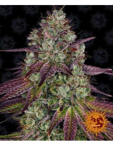 Barney's Farm - Mimosa Evo - 1
