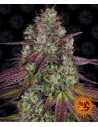 Barney's Farm - Mimosa Evo - 1