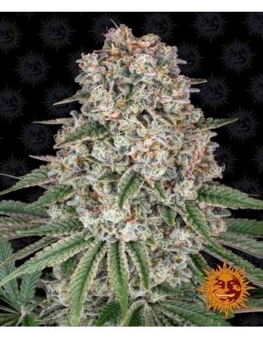 Barney's Farm - Tropicanna Banana - 1