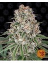 Barney's Farm - Tropicanna Banana - 1