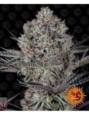 Barney's Farm - DOS SI DOS 33 - 1