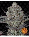 Barney's Farm - DOS SI DOS 33 - 1