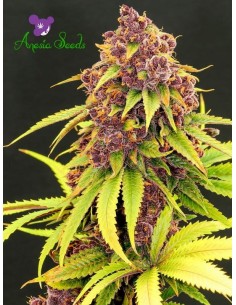 Anesia Seeds - Purps OG - 1
