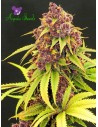 Anesia Seeds - Purps OG - 1