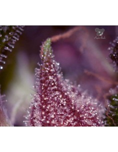 Anesia Seeds - Purps OG - 1 2