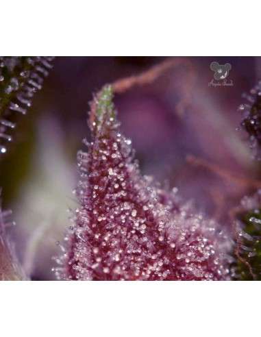 Anesia Seeds - Purps OG - 2