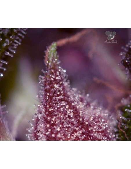 Anesia Seeds - Purps OG - 2
