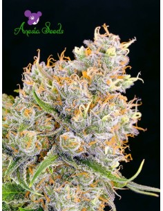 Anesia Seeds - Future 1 - 1