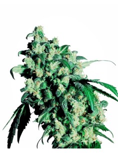 SENSI SEEDS - Super Skunk - 1