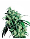 SENSI SEEDS - Super Skunk - 1