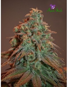 Anesia Seeds - Nova OG Auto - 1