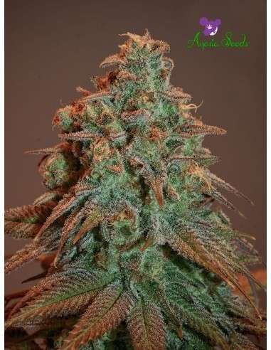 Anesia Seeds - Nova OG Auto - 1