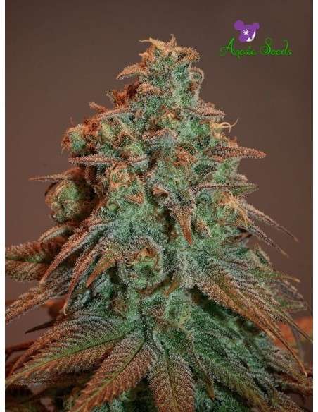 Anesia Seeds - Nova OG Auto - 1