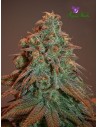 Anesia Seeds - Nova OG Auto - 1