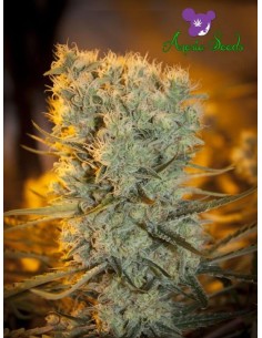 Anesia Seeds - Banana Kush Auto - 1