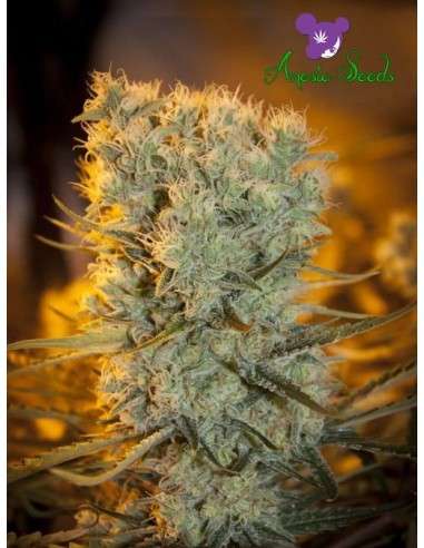 Anesia Seeds - Banana Kush Auto - 1