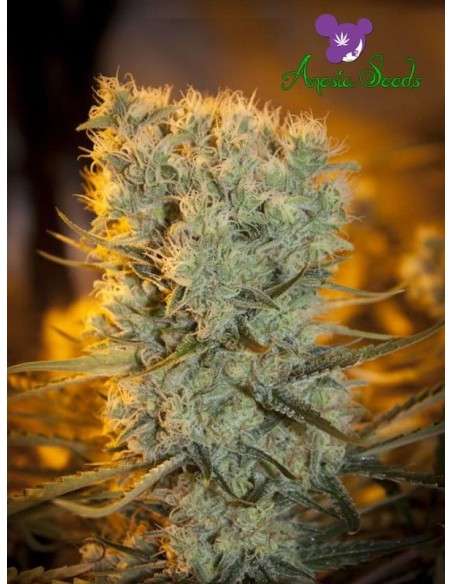 Anesia Seeds - Banana Kush Auto - 1