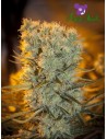 Anesia Seeds - Banana Kush Auto - 1