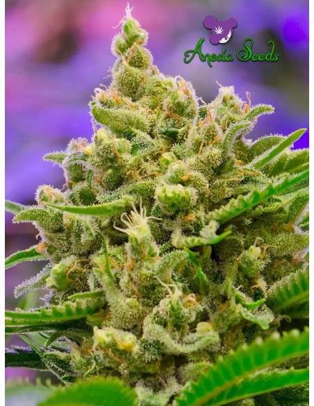 Anesia Seeds - Big Bazooka Auto - 1