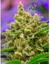 Anesia Seeds - Big Bazooka Auto - 1