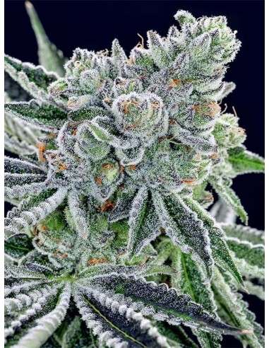 Anesia Seeds - Sour Betty - 1