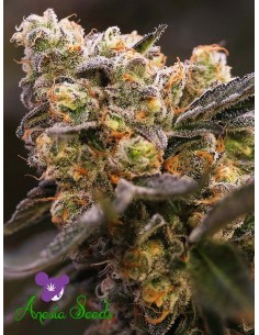 Anesia Seeds - Nova OG - 1