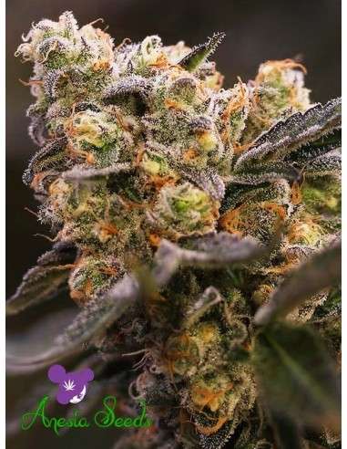 Anesia Seeds - Nova OG - 1
