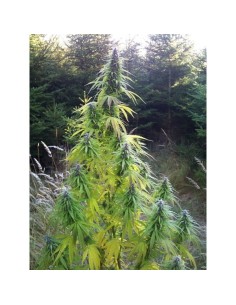 Easy Sativa 10szt - 1