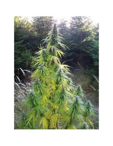 Easy Sativa 10szt - 1