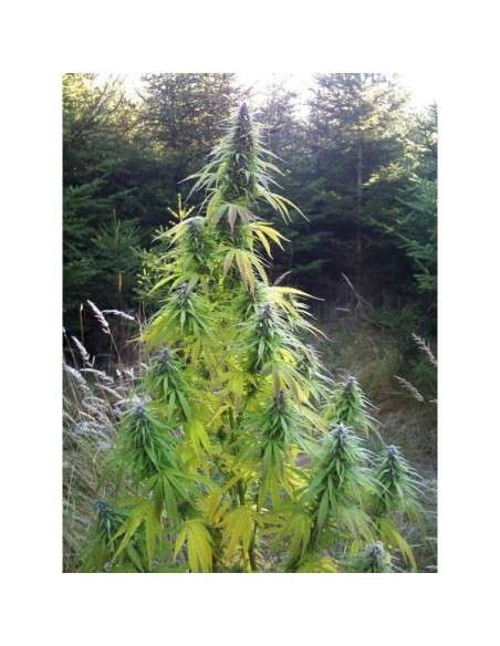 Easy Sativa 10szt - 1