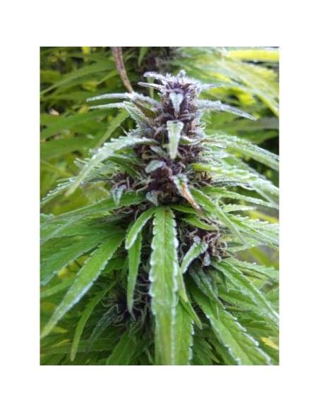 Easy Sativa 10szt - 2