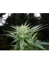 Passion 1 10szt - 1