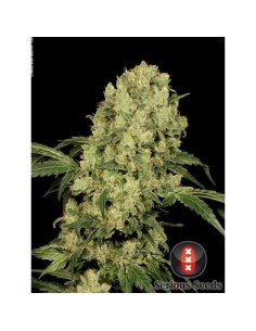 SERIOUS SEEDS - AK 47 - 1