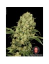 SERIOUS SEEDS - AK 47 - 1