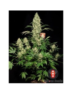 SERIOUS SEEDS - AK 47 - 1 2